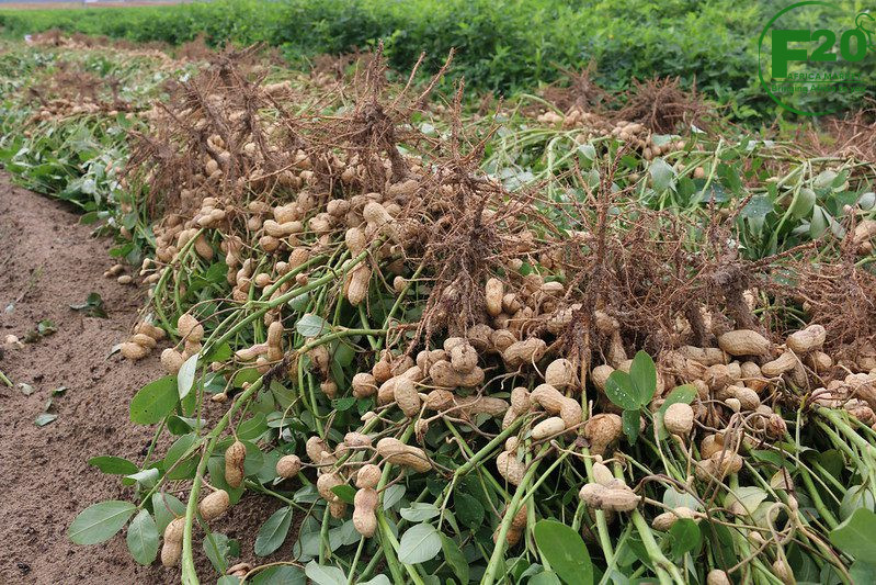 Groundnuts (Peanuts) - Image 5