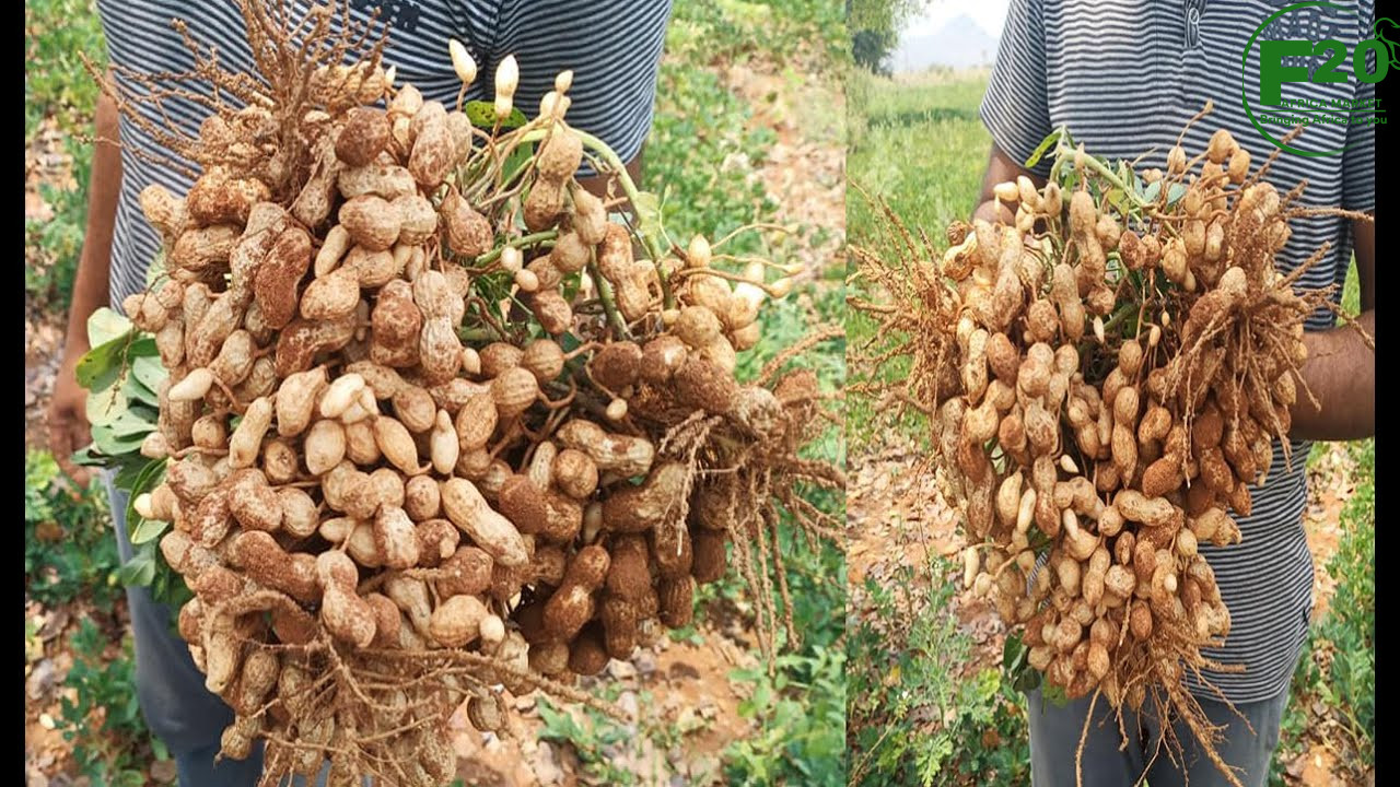 Groundnuts (Peanuts) - Image 4