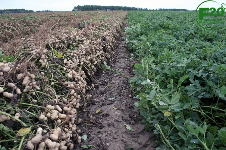 Groundnuts (Peanuts) - Image 6