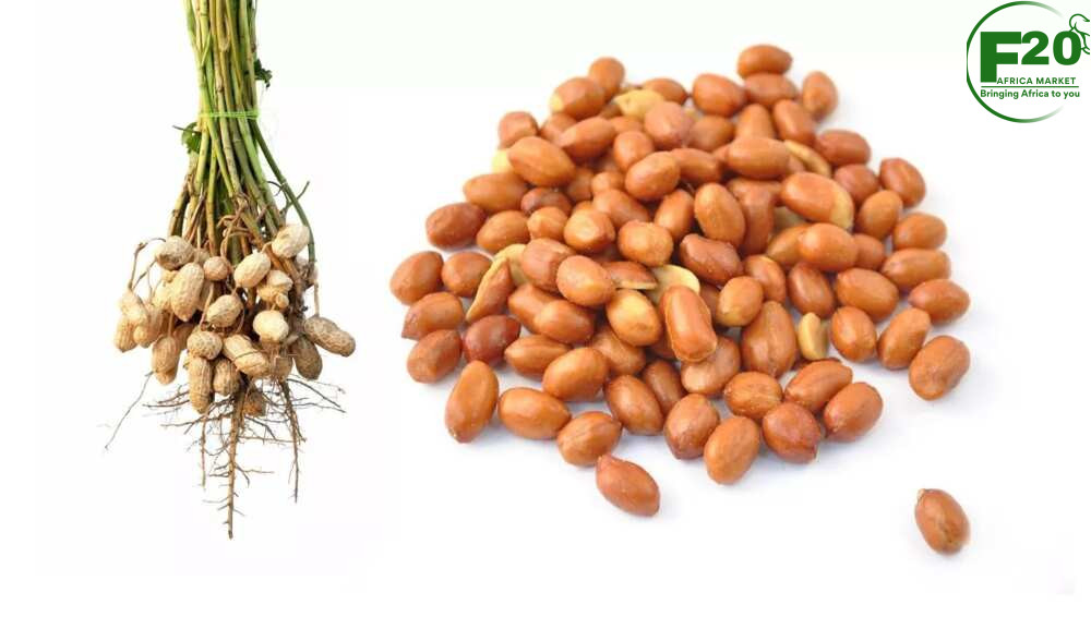 Groundnuts (Peanuts) - Image 7