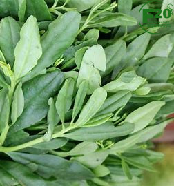 Tasty foods – Waterleaf – 500g - Image 5