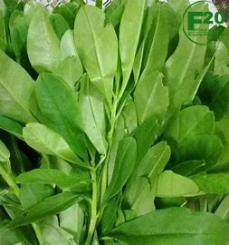Tasty foods – Waterleaf – 500g - Image 3