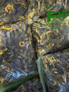 Dry Cameroonian Snails