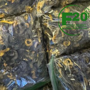 Dry Cameroonian Snails